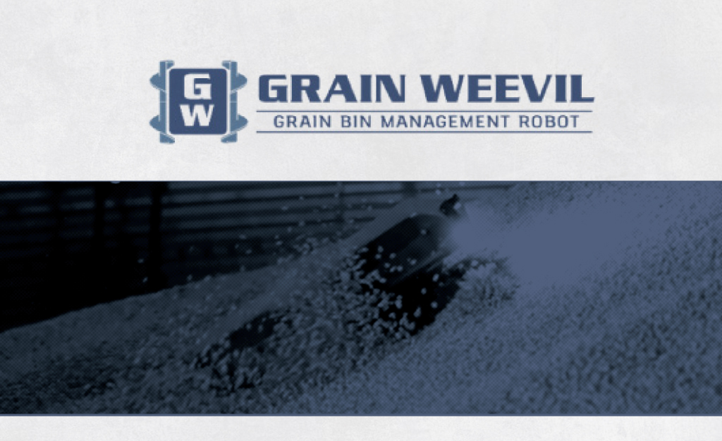 Grain Weevil