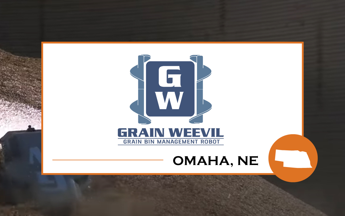 Grain-weevil